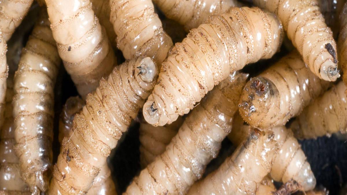 Honduras en alerta sanitaria por amenaza del gusano barrenador