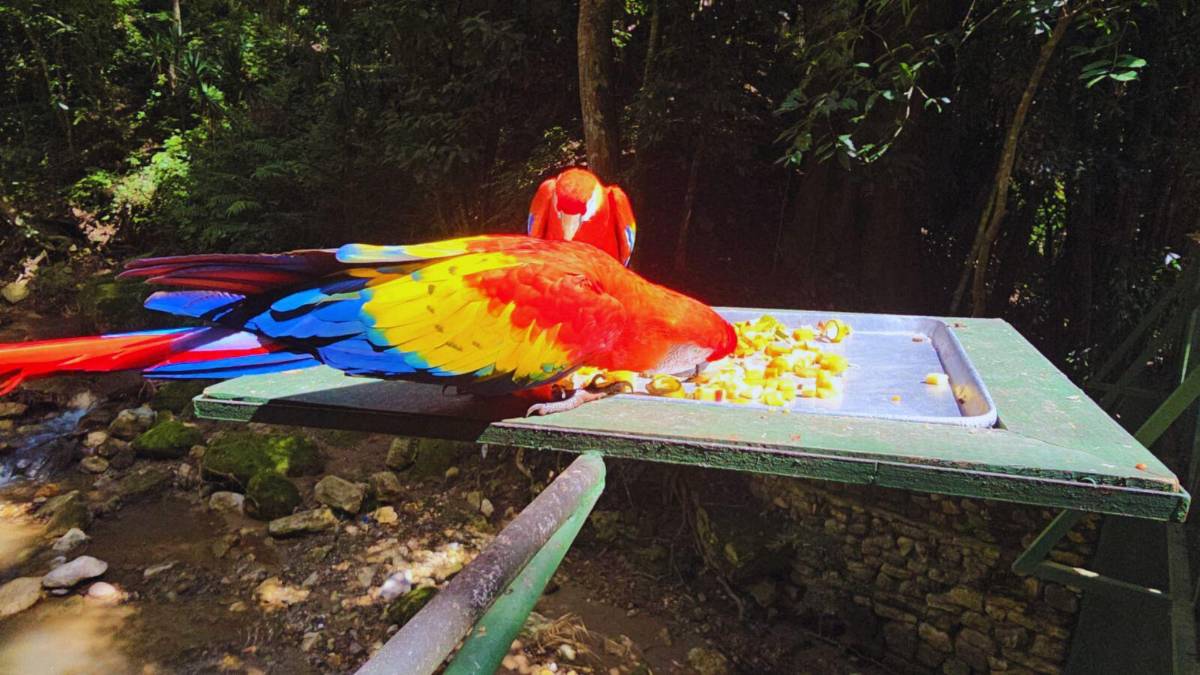 Guacamayas: la cocina que alimenta y da vida al ave nacional