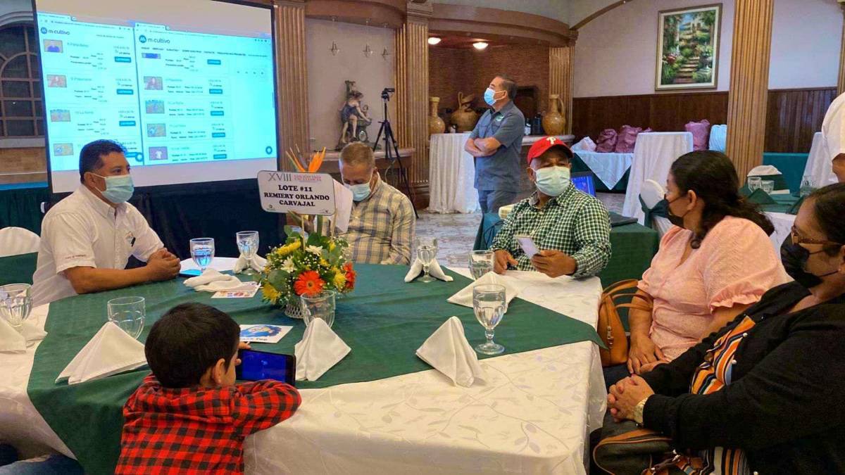 Café de Las Vegas alcanza precio récord de $134 la libra