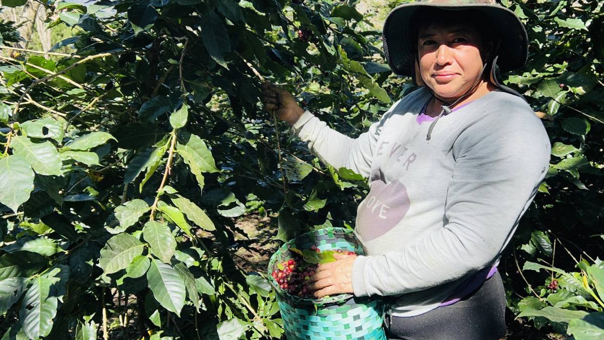 Gobierno inyectará L1,000 millones en garantías para caficultores