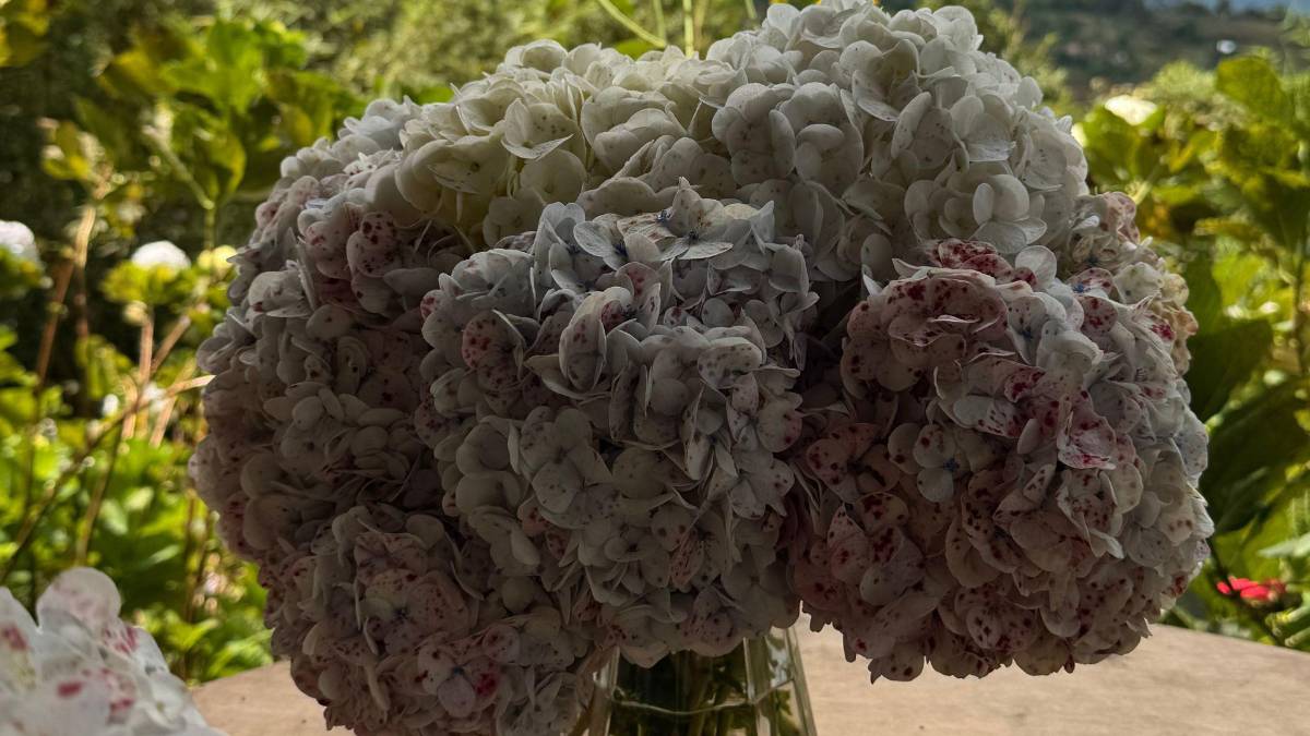 Subir al Cusuco: una aventura que todo sampedrano debe vivir