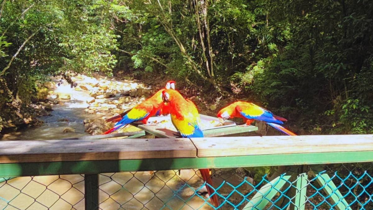 Guacamayas: la cocina que alimenta y da vida al ave nacional