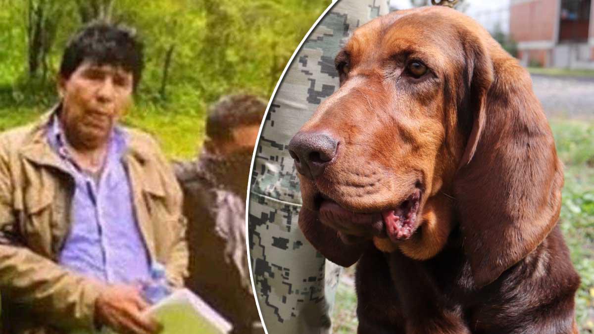 Max, el perro de la Marina de México que encontró a Caro Quintero en matorrales