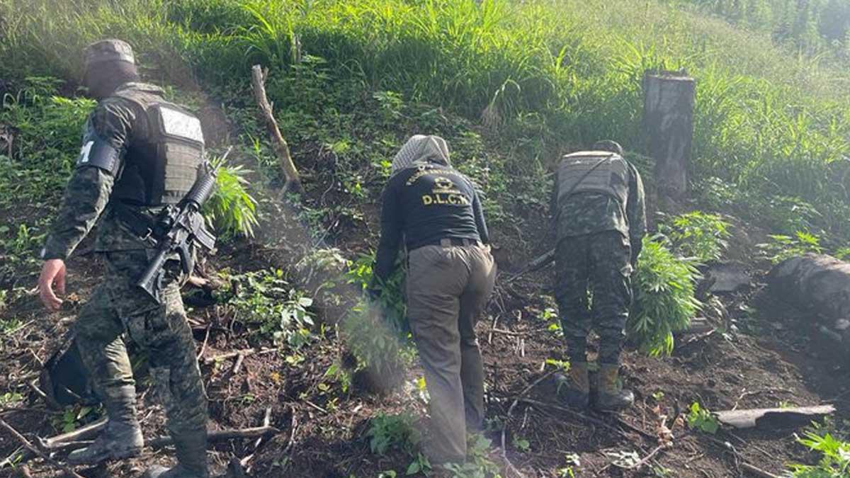 Destruyen 6,000 plantas de supuesta marihuana en aldea de Tocoa, Colón
