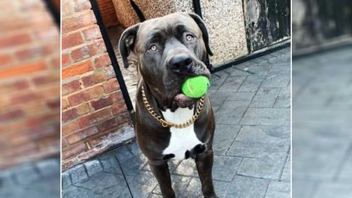 Rocco es un perro de la raza American Bully, similar al pitbull.