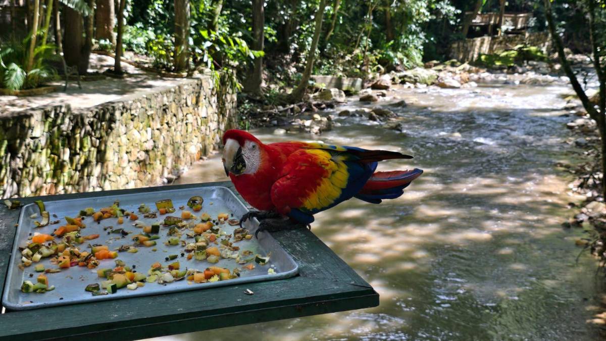 Guacamayas: la cocina que alimenta y da vida al ave nacional