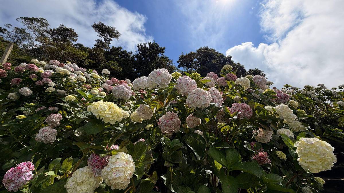 Subir al Cusuco: una aventura que todo sampedrano debe vivir