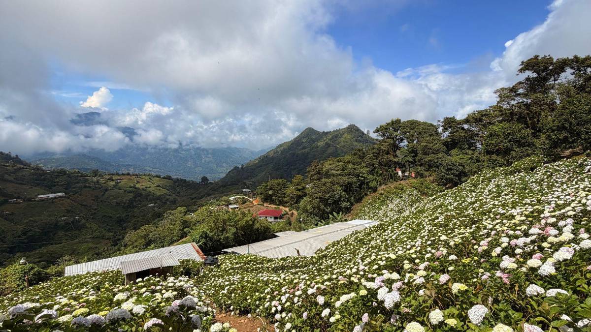 Subir al Cusuco: una aventura que todo sampedrano debe vivir