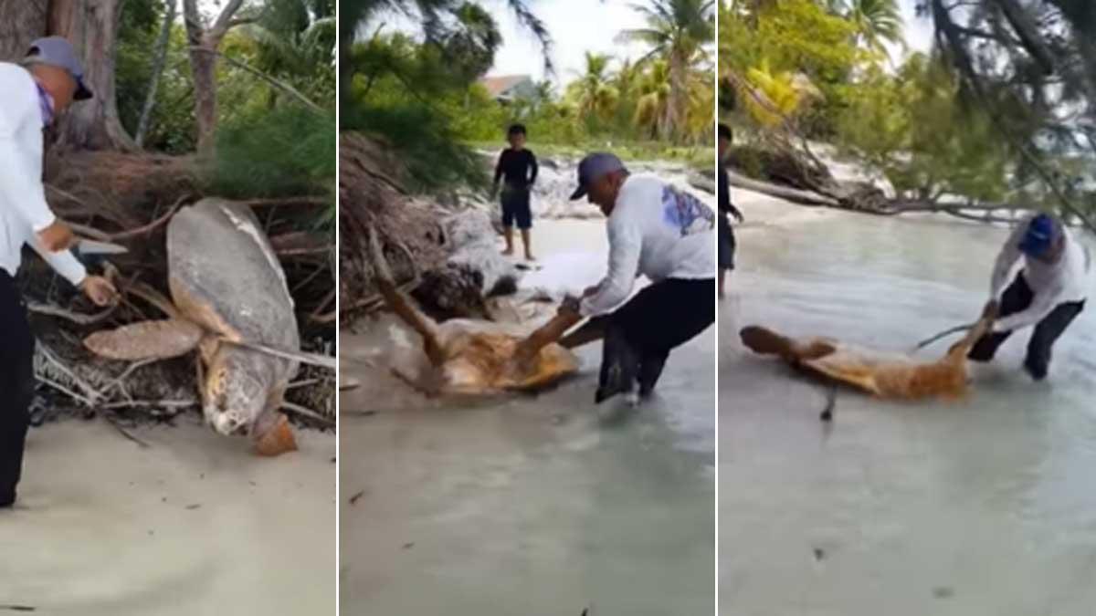Hondureño rescata a una enorme tortuga marina en Utila, Islas de la Bahía