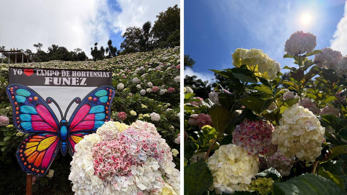 Subir al Cusuco: una aventura que todo sampedrano debe vivir