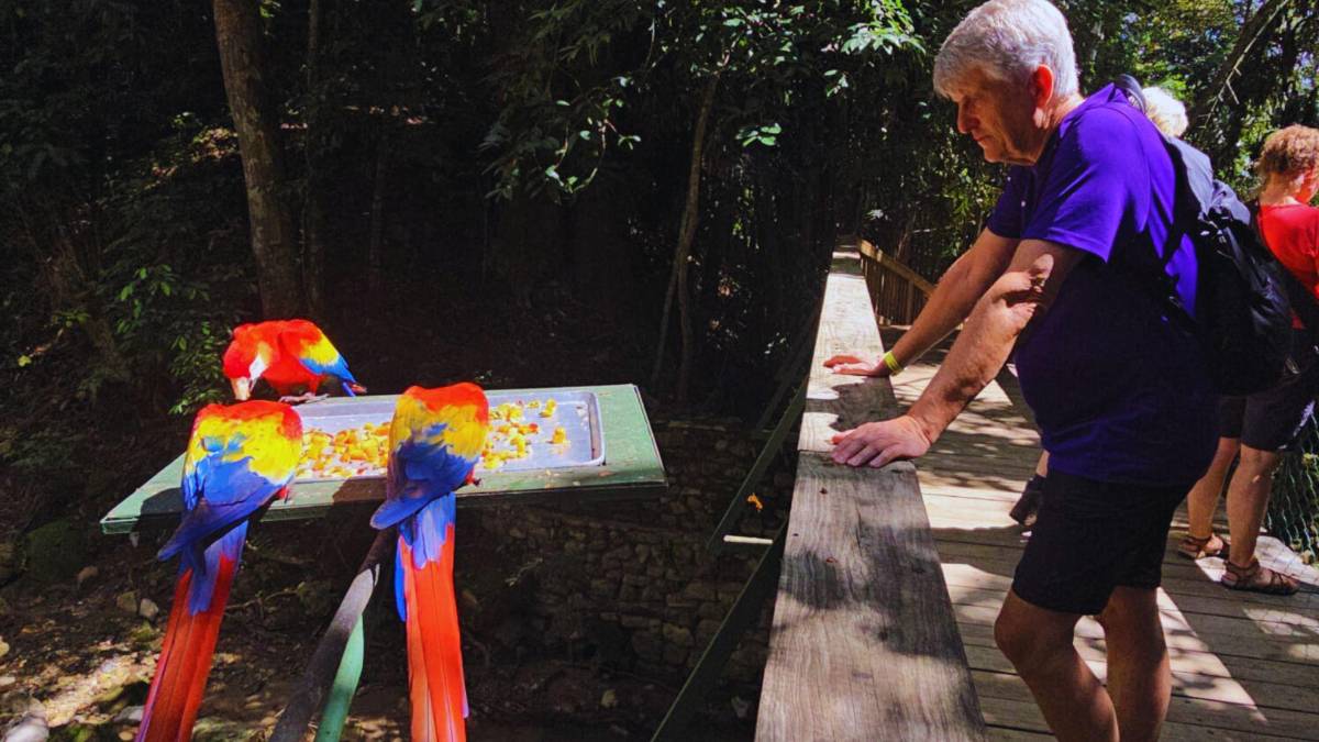 Guacamayas: la cocina que alimenta y da vida al ave nacional