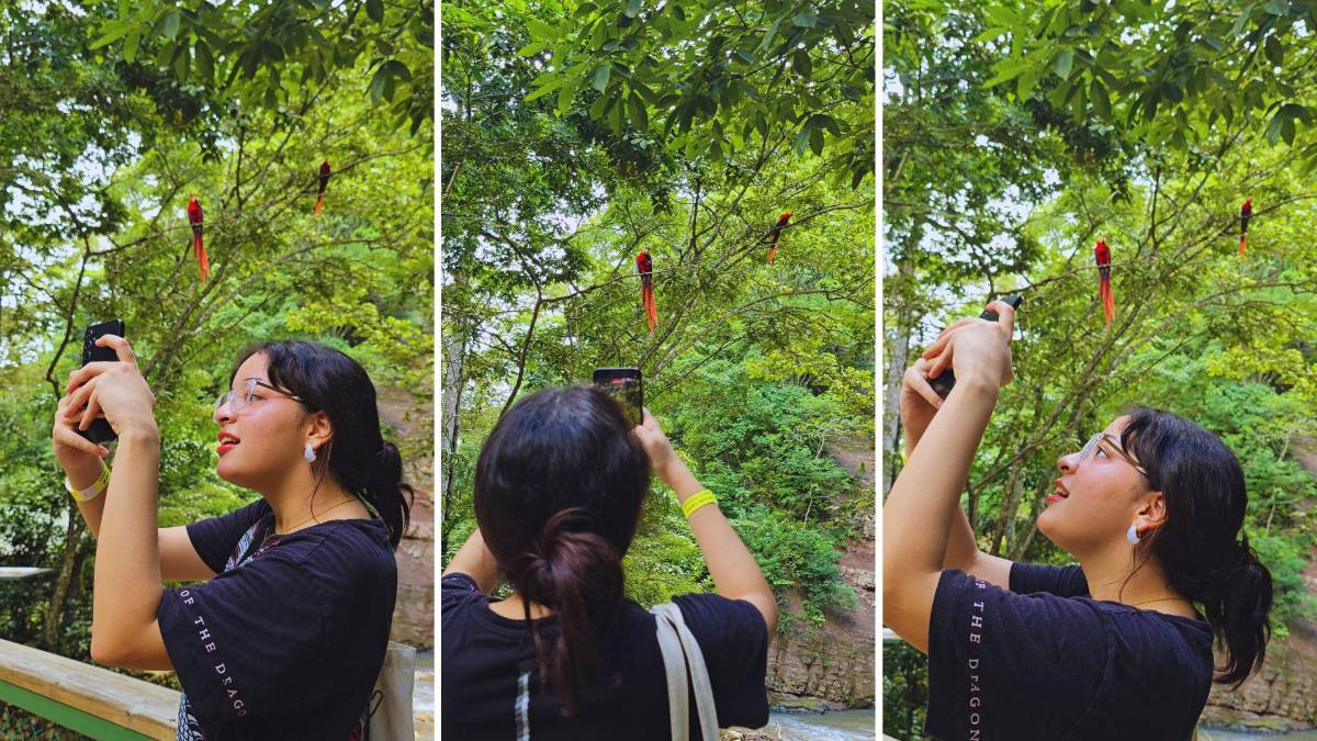 Guacamayas: la cocina que alimenta y da vida al ave nacional