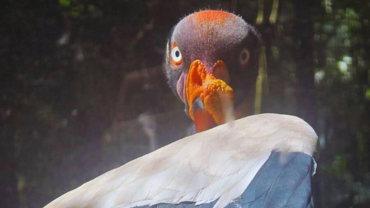 Guacamayas: la cocina que alimenta y da vida al ave nacional