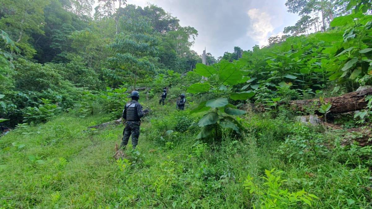 Más de 3 millones de plantas de hoja de coca y una docena de laboratorios para procesar droga han decomisado las fuerzas de seguridad de Honduras en lo que va de 2023, según cifras oficiales.