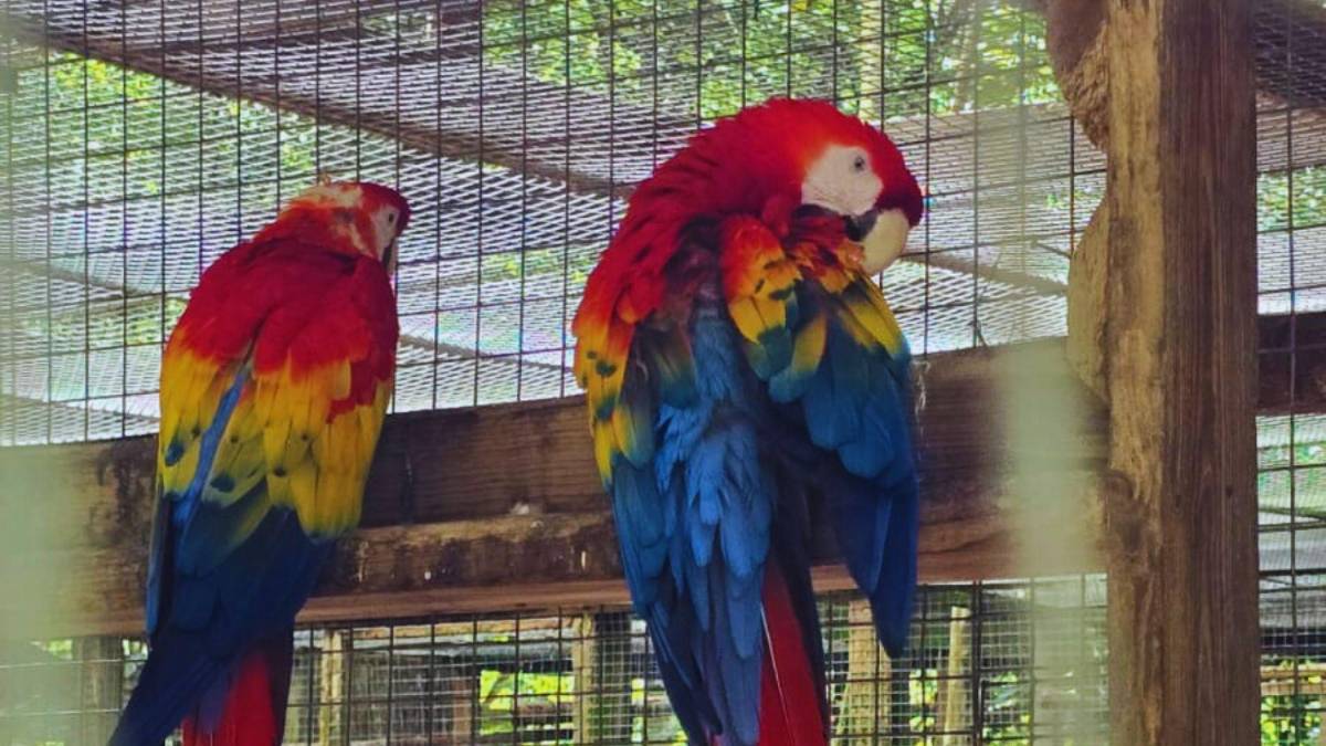 Guacamayas: la cocina que alimenta y da vida al ave nacional