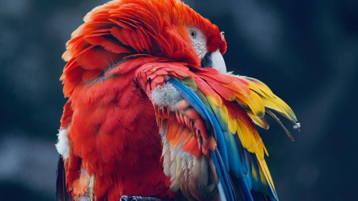Copán celebra la libertad de 12 guacamayas rojas