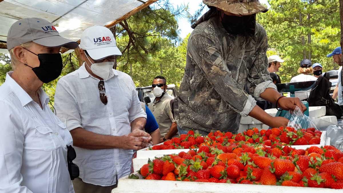 Más temprano Cindy McCain recorrió la empresa productora de fresa Aprofesal en el municipio de Belén, Lempira.