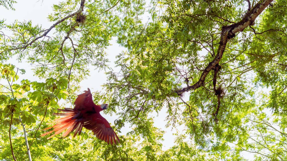 Copán celebra la libertad de 12 guacamayas rojas