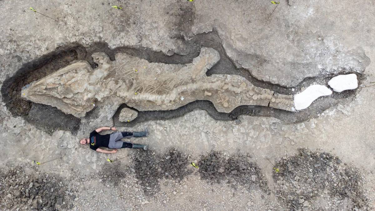 Hallan los restos fosilizados de un “dragón marino” en una reserva natural de Reino Unido