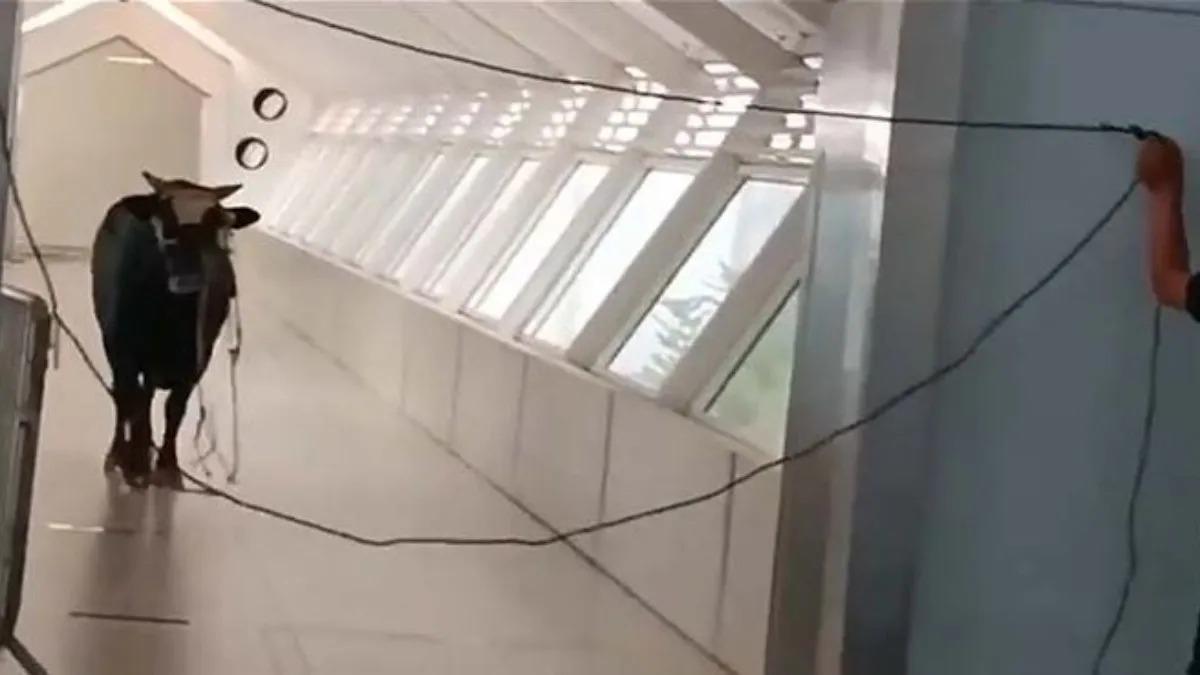 VIDEO: Un toro irrumpe en un banco en Israel y siembra el pánico