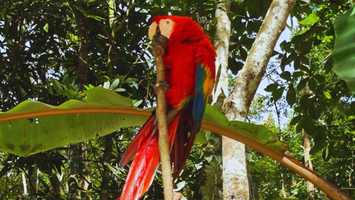 Guacamayas: la cocina que alimenta y da vida al ave nacional