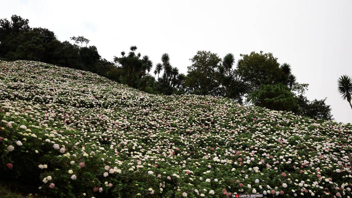 Subir al Cusuco: una aventura que todo sampedrano debe vivir