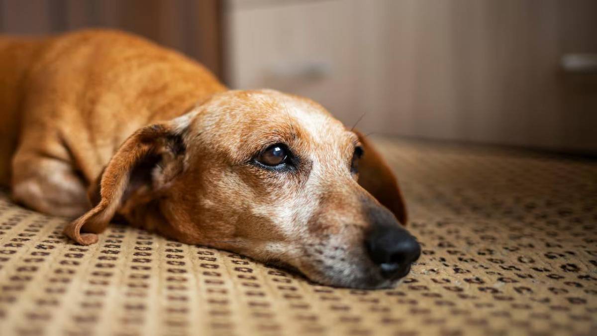¿Pueden los perros detectar enfermedades?, su comportamiento podría revelarlo