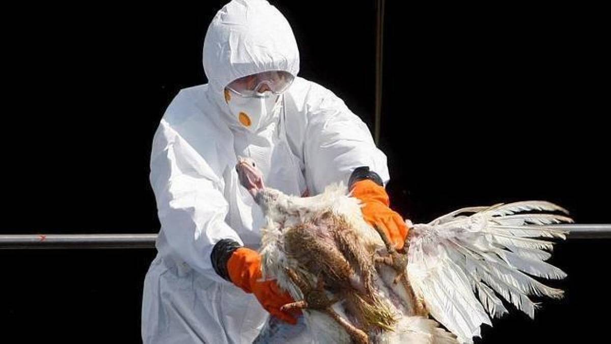 “El virus H5N1 de origen asiático se detectó por primera en seres humanos en 1997 en medio de un brote originado en aves de corral en Hong Kong y, desde entonces, se ha detectado en aves de corral y aves silvestres en más de 50 países de África, Asia, Europa y Oriente Medio”, amplía el regulador sanitario de EEUU. 