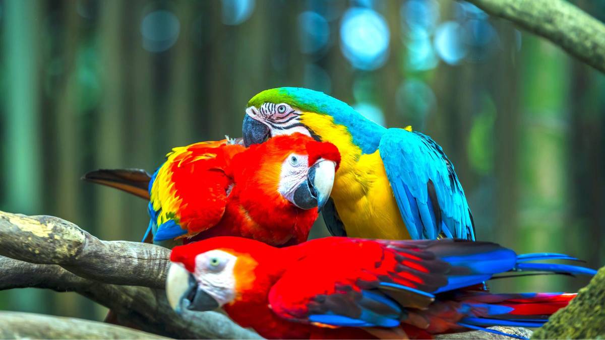 Copán celebra la libertad de 12 guacamayas rojas