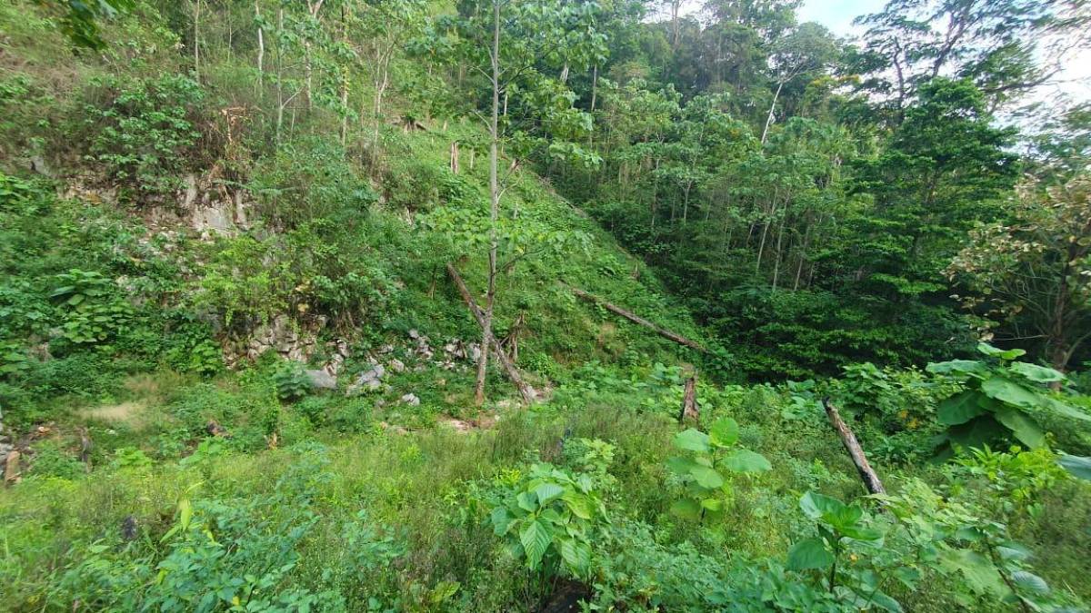 Los arbustos y los precursores fueron localizados en un predio de 49 hectáreas, en Limones, departamento de Olancho, oriente del país, indicó la institución armada en un escueto informe.