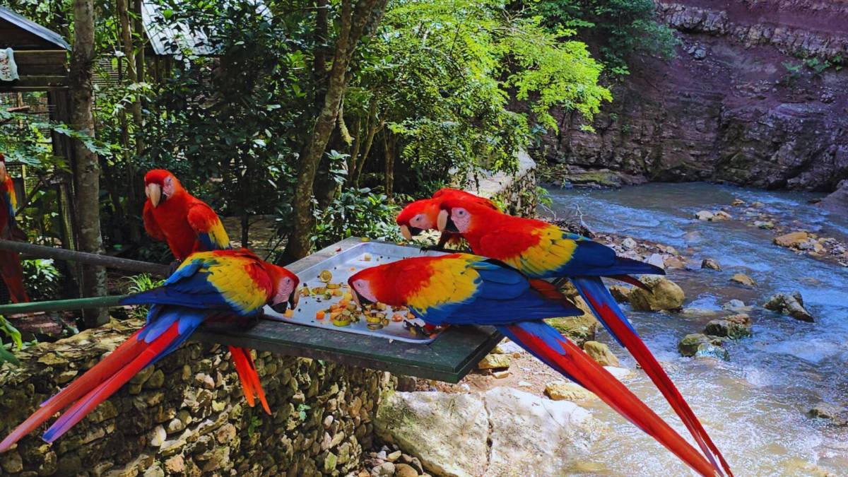 Guacamayas: la cocina que alimenta y da vida al ave nacional