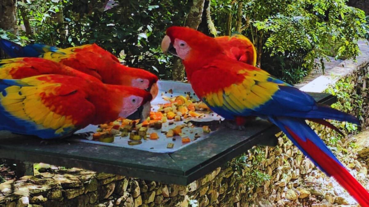 Guacamayas: la cocina que alimenta y da vida al ave nacional