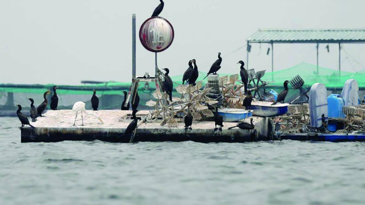 El pato chancho o cormorán no tiene un depredador, por lo que su reproducción en El Cajón es descontrolada.