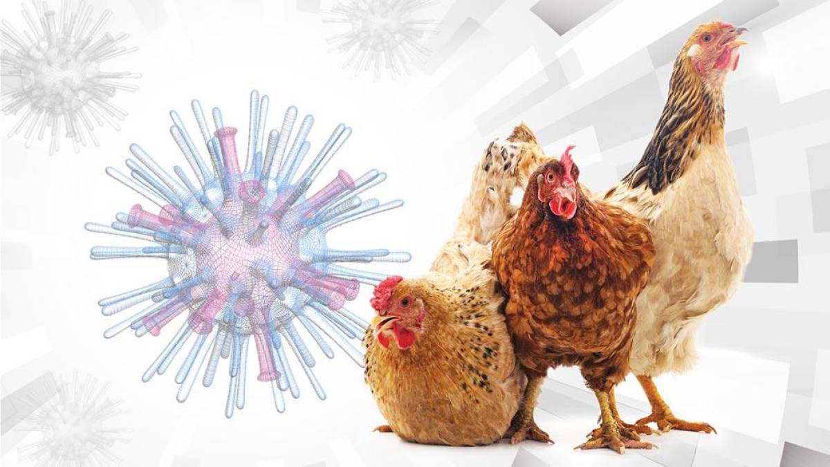 Seis países se consideran endémicos por el virus H5N1 de la forma altamente patógena de la influenza aviar de origen asiático detectado en las aves de corral (Bangladesh, China, Egipto, India, Indonesia y Vietnam).