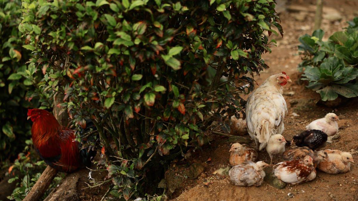 Subir al Cusuco: una aventura que todo sampedrano debe vivir