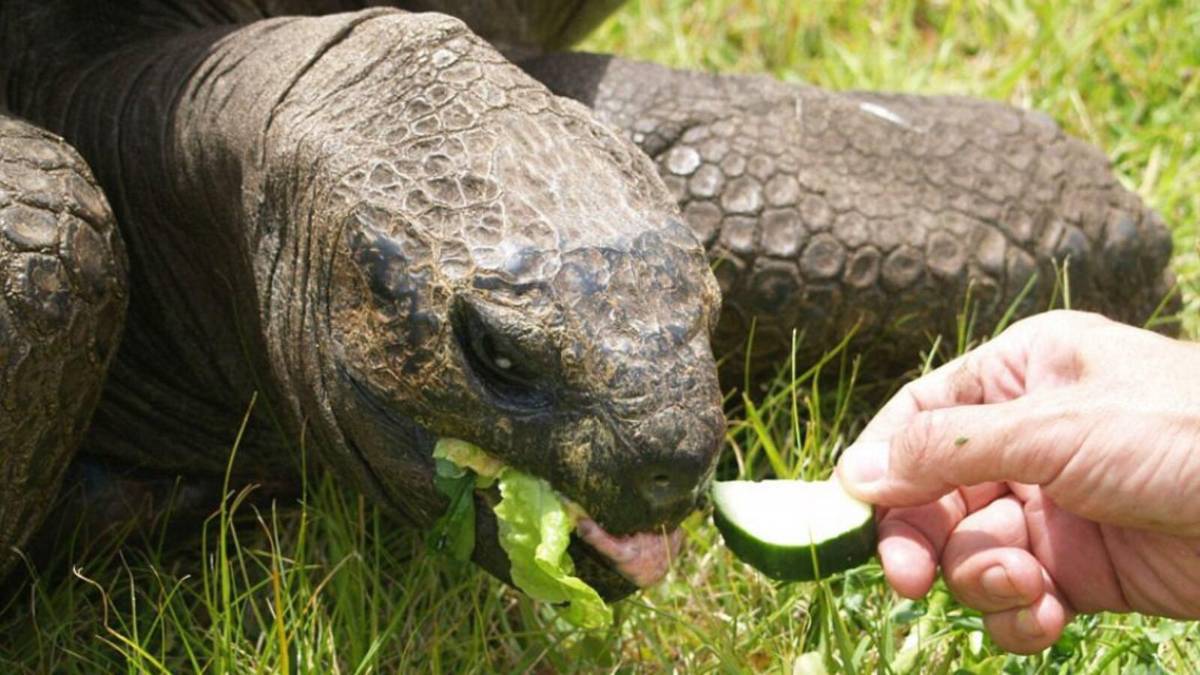 Jonathan, la tortuga que desafía al tiempo con 194 años de edad