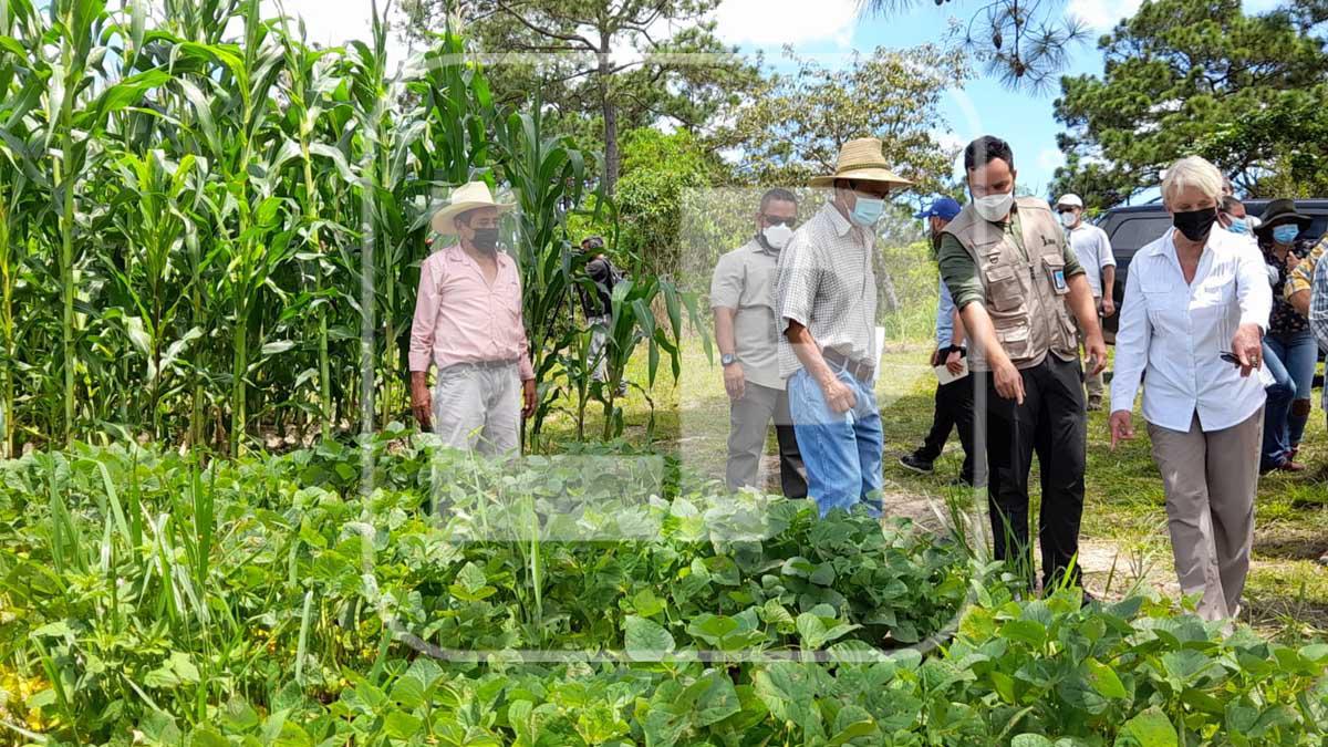 Aprofresal cultiva fresa orgánica en Yamaranguila, Intibucá. 