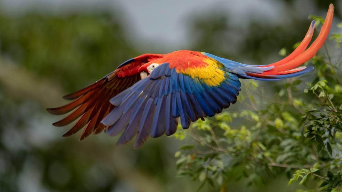 Copán celebra la libertad de 12 guacamayas rojas
