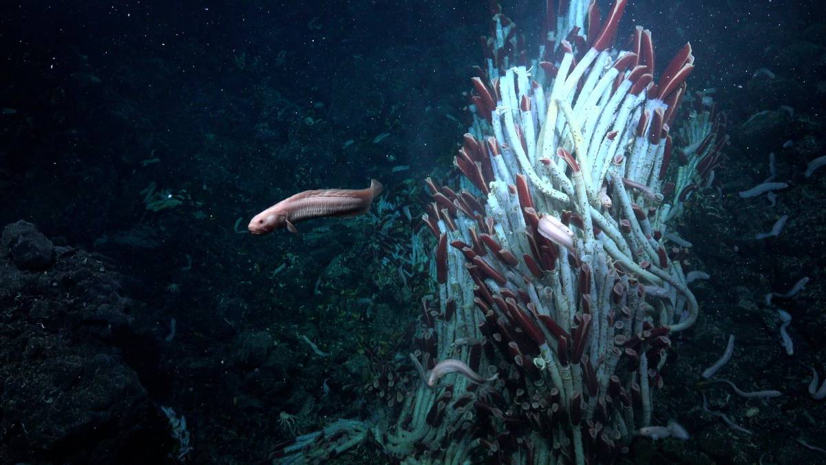 Debajo de un hábitat oceánico infernal se esconden extrañas criaturas