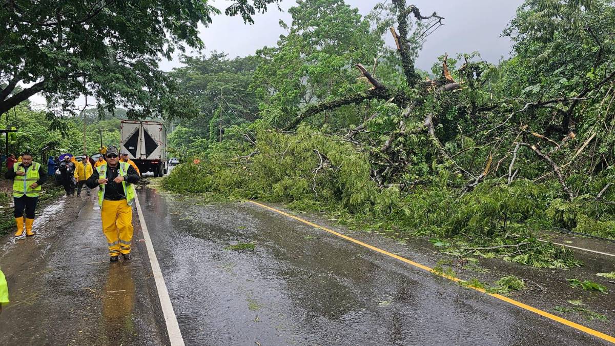 Un enorme árbol cayó sobre la carretera CA-4, en Cofradía, Cortés, y obstaculizó el tránsito de vehículos hacia el occidente de Honduras.