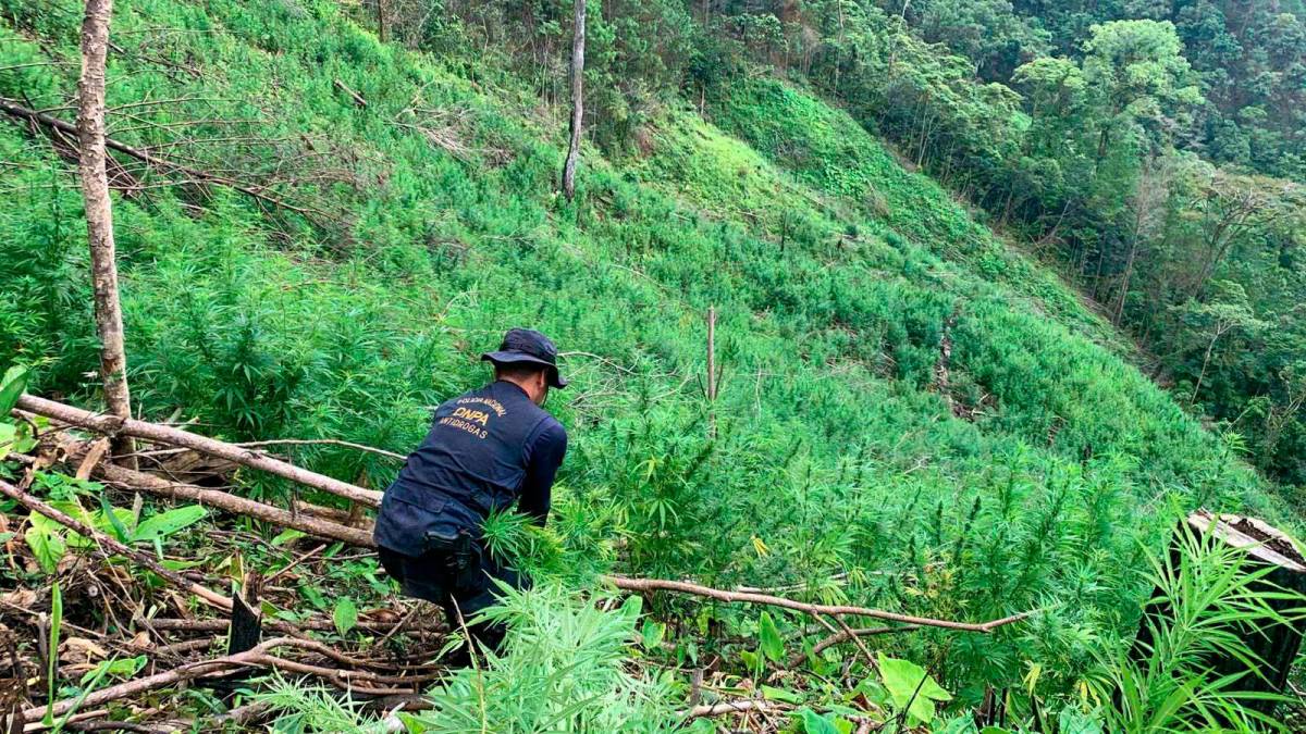 Policía encuentra cultivo de 78,000 arbustos de marihuana