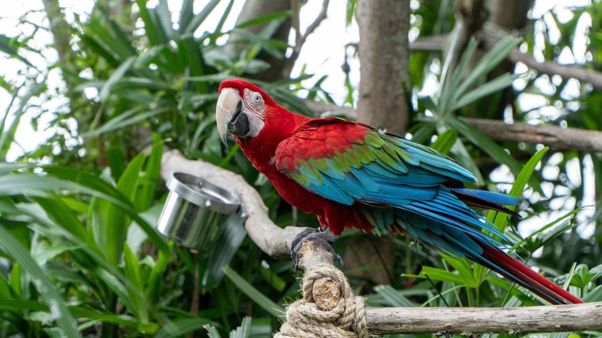 Copán celebra la libertad de 12 guacamayas rojas