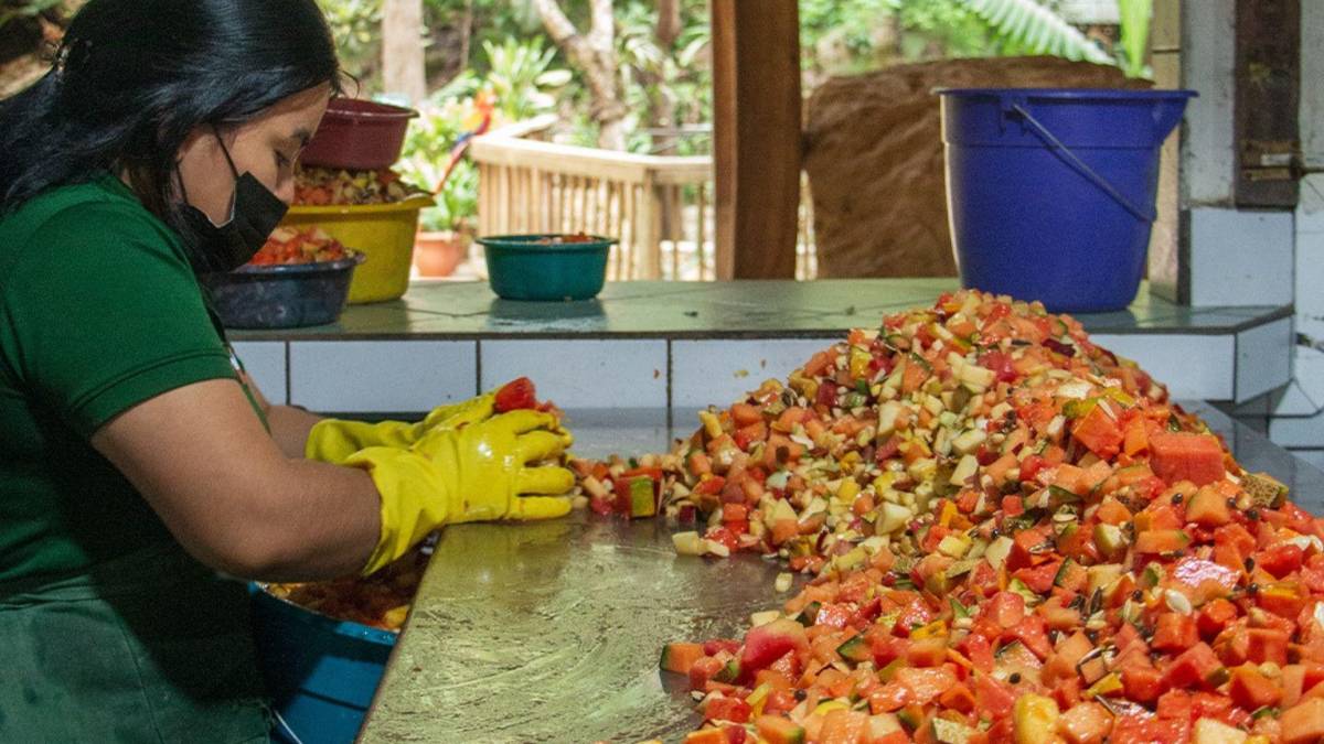 Guacamayas: la cocina que alimenta y da vida al ave nacional