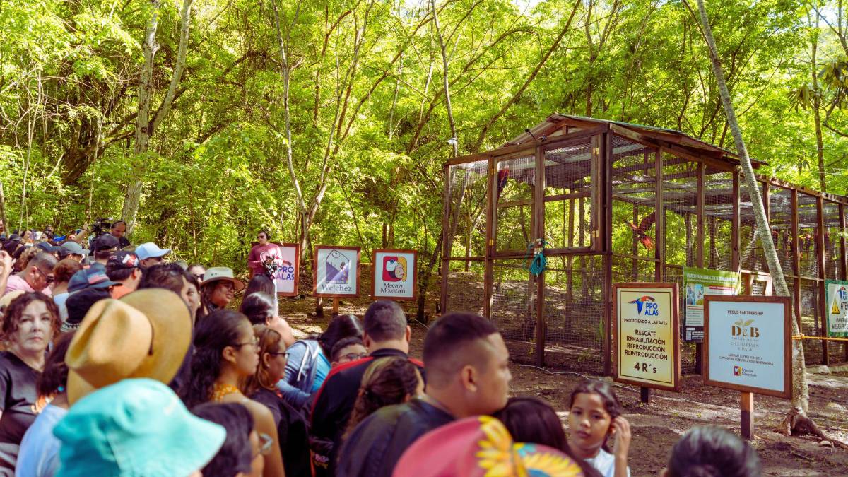 Copán celebra la libertad de 12 guacamayas rojas