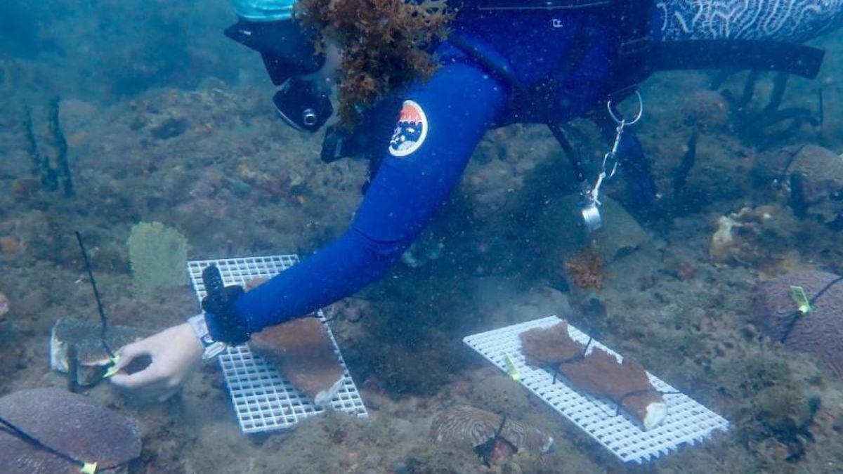 Corales de Tela sirven para restaurar Arrecife de la Florida
