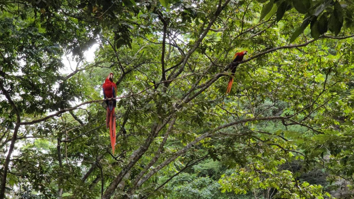 Guacamayas: la cocina que alimenta y da vida al ave nacional