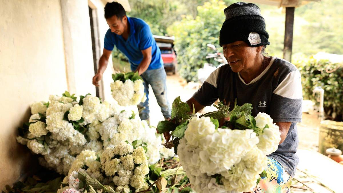 Subir al Cusuco: una aventura que todo sampedrano debe vivir
