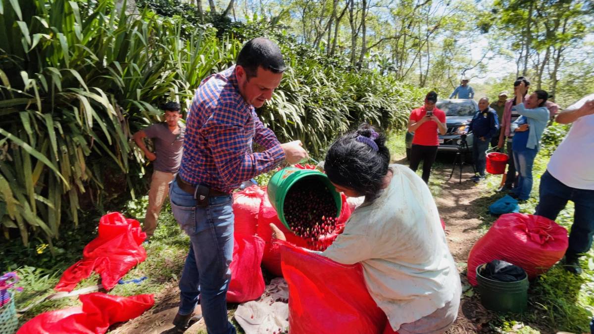 Honduras busca cumplir reglamento de exportación de café a Europa