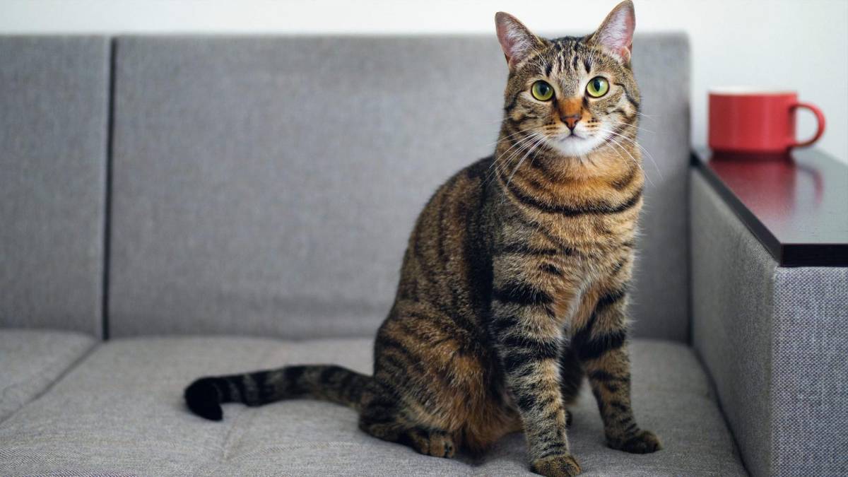 ¡Alerta! estas son las señales de que un gato podría morir pronto