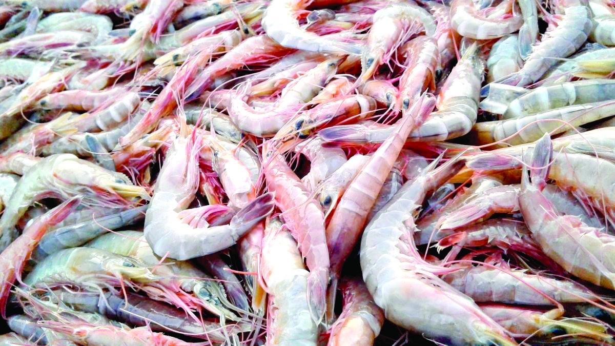 China comprará a 3 dólares menos el kilo de camarón hondureño